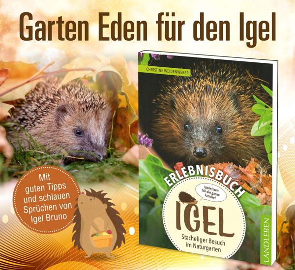 Erlebnisbuch Igel