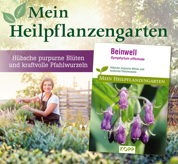 Beinwell - Mein Heilpflanzengarten