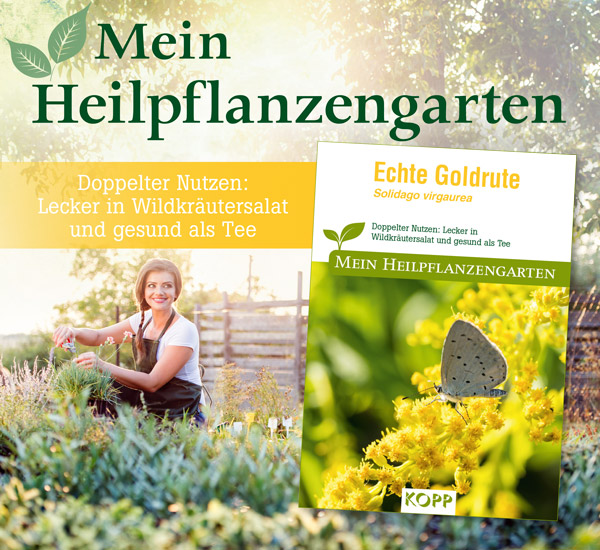 Echte Goldrute - Mein Heilpflanzengarten