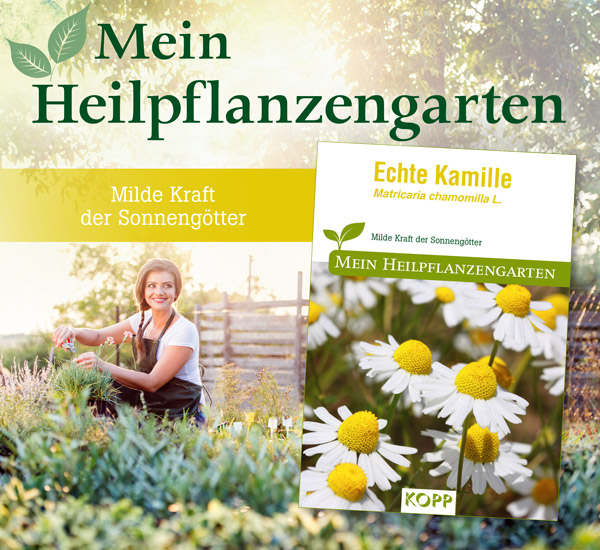 Echte Kamille - Mein Heilpflanzengarten