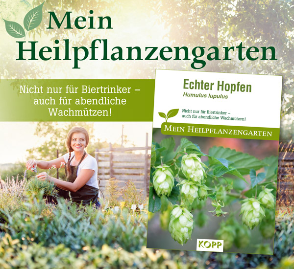 Echter Hopfen - Mein Heilpflanzengarten