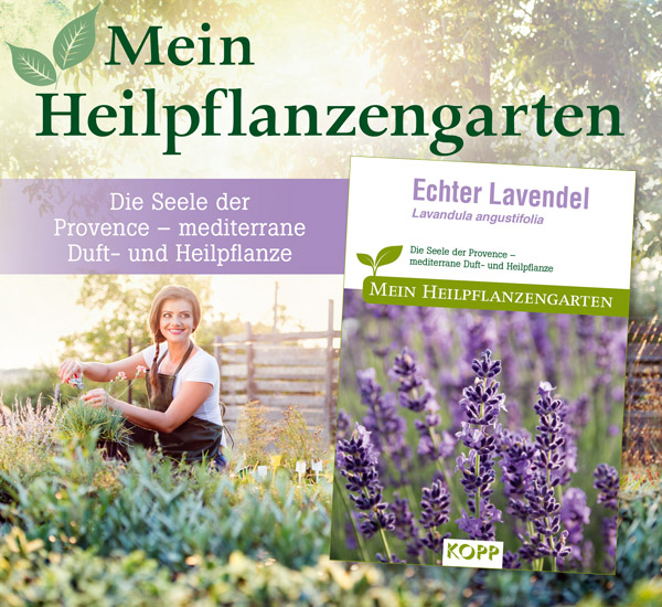 Echter Lavendel - Mein Heilpflanzengarten