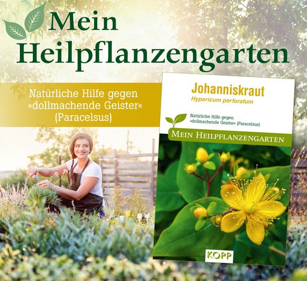 Johanniskraut - Mein Heilpflanzengarten