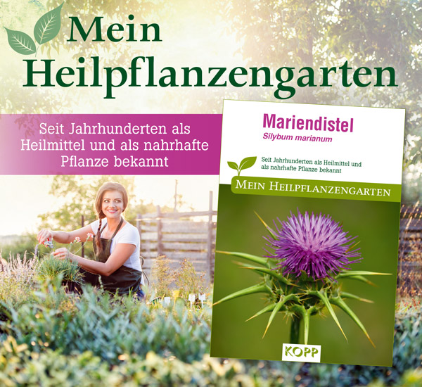 Mariendistel - Mein Heilpflanzengarten