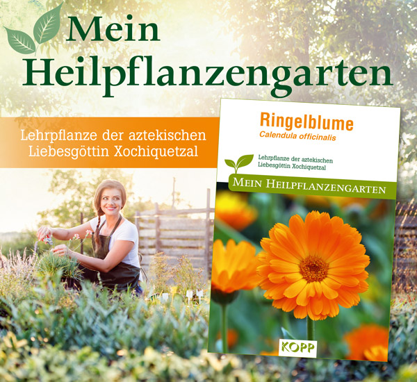 Ringelblume - Mein Heilpflanzengarten