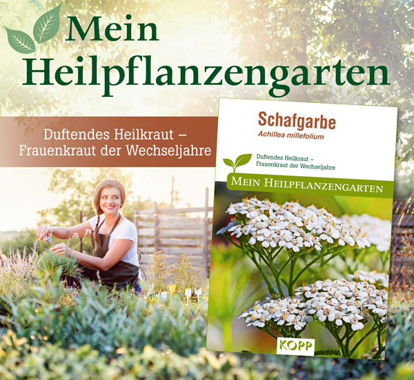 Schafgarbe - Mein Heilpflanzengarten