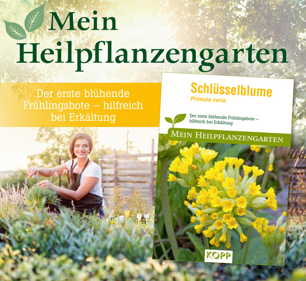 Schlsselblume - Mein Heilpflanzengarten