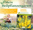 Großblütige Königskerze - Mein Heilpflanzengarten_small_zusatz