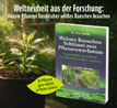 Weisses Rauschen - Schl�ssel zum Pflanzenwachstum_small_zusatz