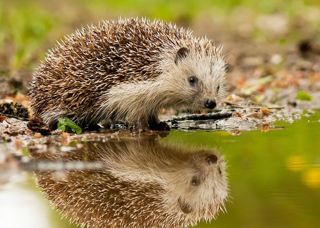 Wildtiere