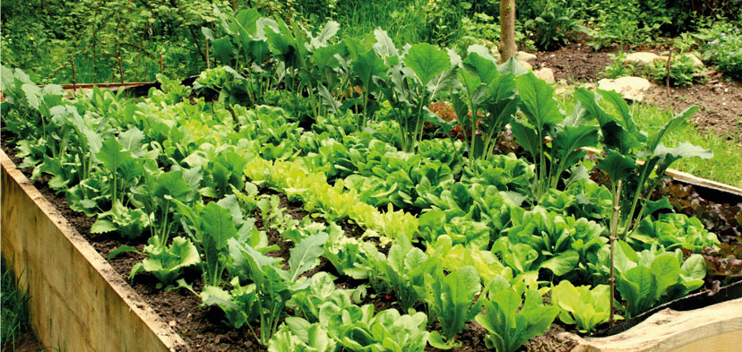 Garten & Ernte