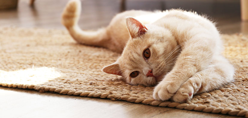 Katzen