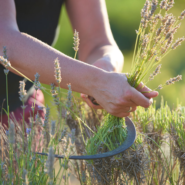 Allguer Heilkruter-Kerzen Produkt Bild 5