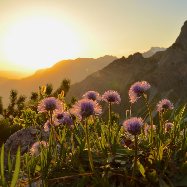 Allguer Heilkruter-Kerzen Produkt Bild 8