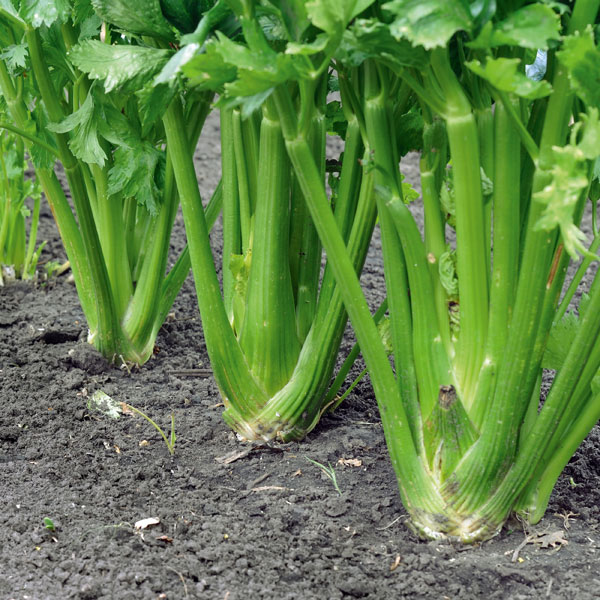 Bio-Selleriesaft Produkt Bild 4